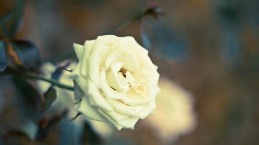 在日落时在花园里的白玫瑰