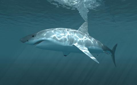 白鲨鱼
