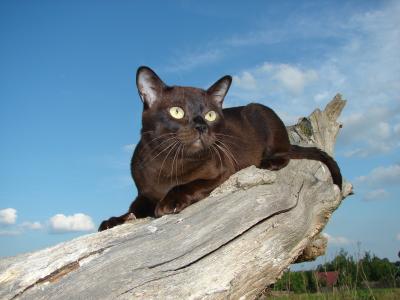 在干树桩上的缅甸猫