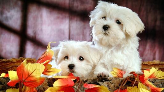 在秋天叶子bichon楣的两条狗