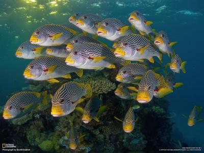 珊瑚多彩多姿的鱼
