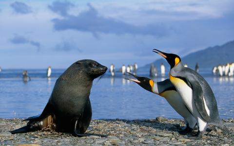 两只企鹅与海豹