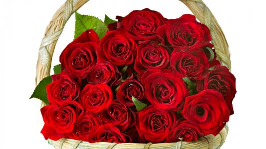 在篮子里的红玫瑰作为礼物给妇女在3月8日