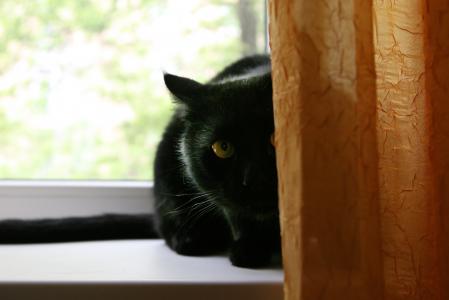 黑猫认为这是不可见的