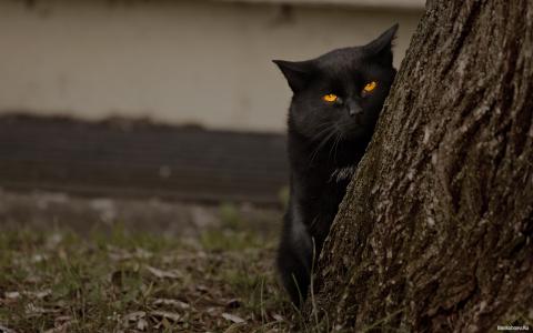 在树后面的不满意的黑猫