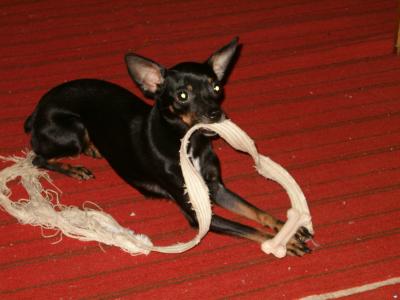 玩皮带的微型杜宾犬