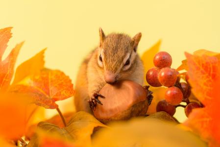一只小红松鼠在黄叶中啃咬坚果
