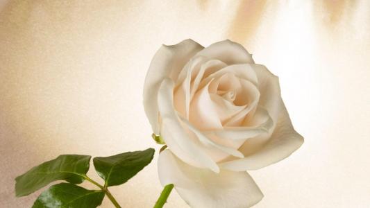 白玫瑰作为3月8日的礼物