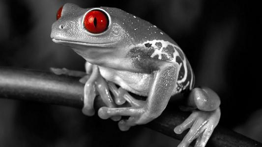 青蛙与红色的眼睛