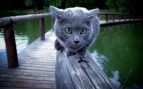 在一座木桥上的俄罗斯蓝猫