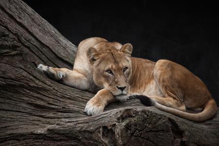 大雌狮躺在动物园里的一棵干树上