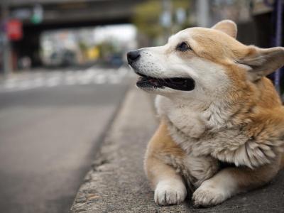 威尔士柯基犬位于街上