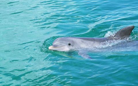 海豚从水中看