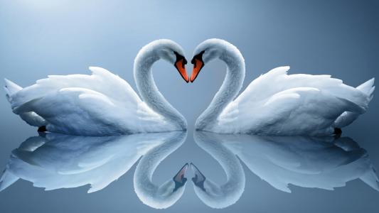 两只恋爱的白天鹅在水中反映出来