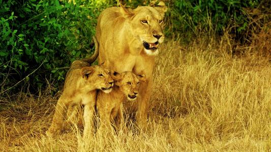 母狮和她的孩子