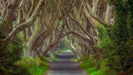神秘的森林，北爱尔兰