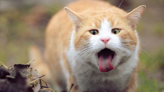 红猫和舌头