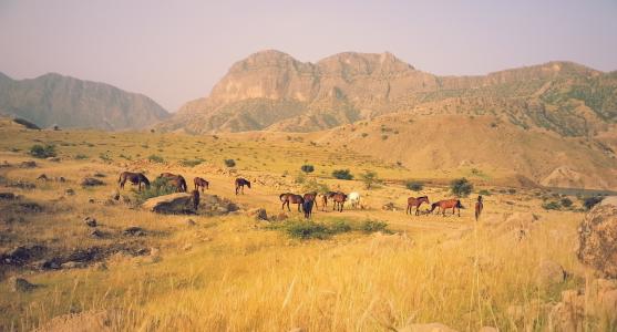 伊朗群山中的马群