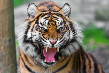 老虎显示f牙