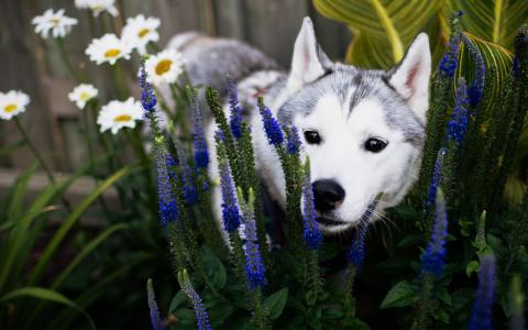 赫斯基品种与蓝色花的狗