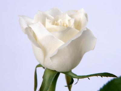 白玫瑰，鲜花