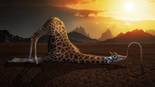 长颈鹿在沙漠里喝水