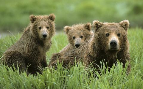 棕熊的家庭