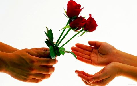 情人节2月14日的玫瑰花