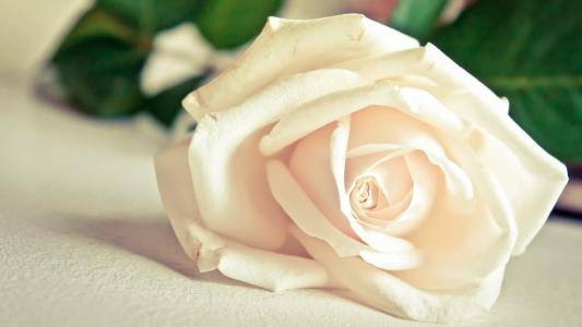 美丽的白玫瑰在白色桌子上