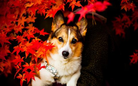 一只狗在秋天的落叶