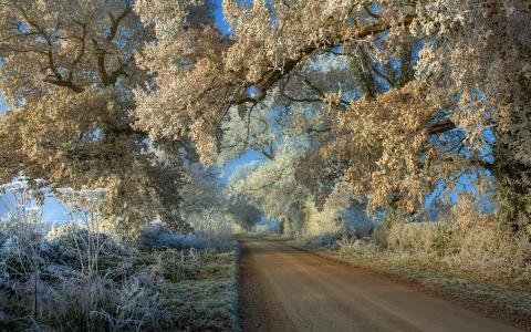 覆盖着白霜，树枝挂在马路上