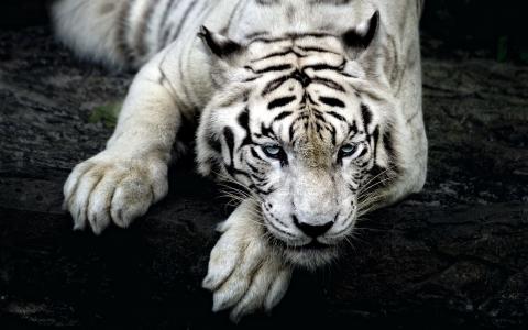 白虎不是乌木