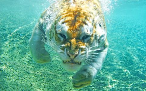 在水下的邪恶的老虎