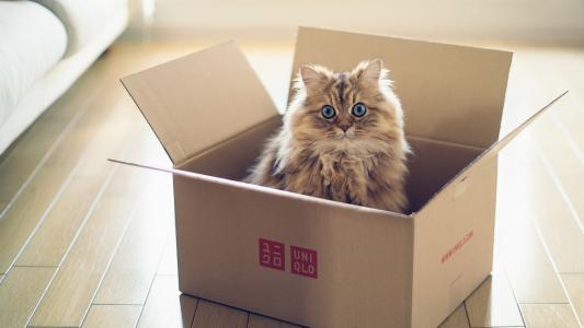 在一个纸板箱的蓬松猫