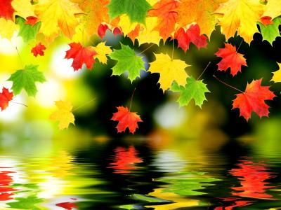 秋天的落叶在水面上