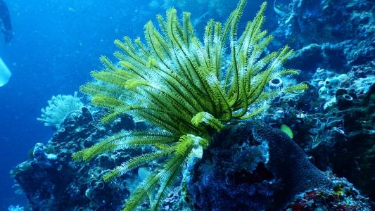 海底世界里的海草