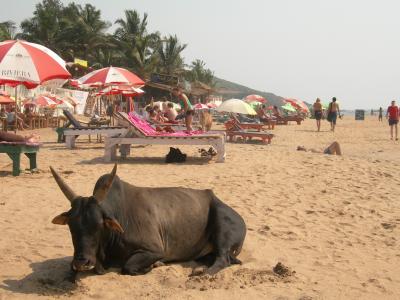在安朱纳海滩游客的背景中的牛