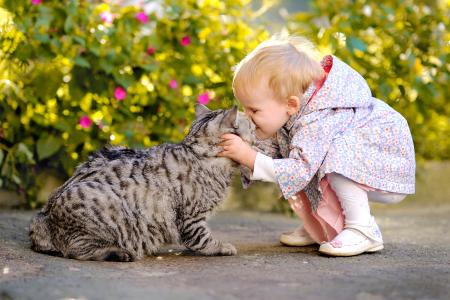 小女孩吻了一只灰色的猫