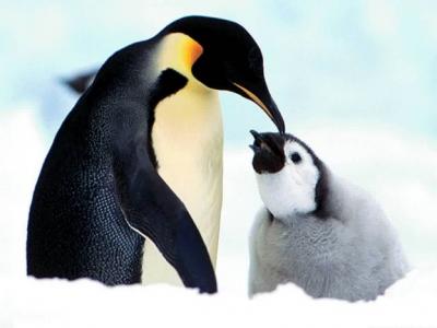 企鹅和母亲