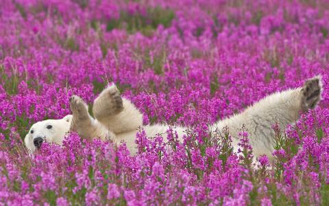 北极熊躺在鲜花中