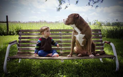 一个小男孩正坐在一条长凳上的一条大狗