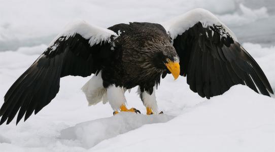 一只大白尾鹰去冬季狩猎