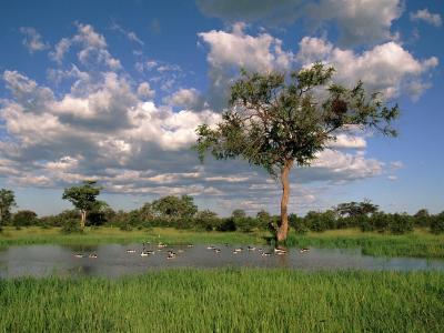 鸭子湖/萨维乔贝国家公园/博茨瓦纳/非洲