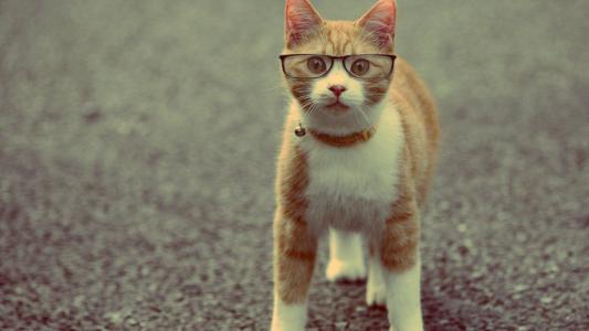 严重的红猫戴着眼镜