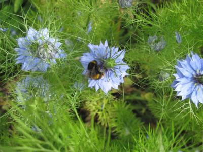 在一朵蓝色花的大黄蜂