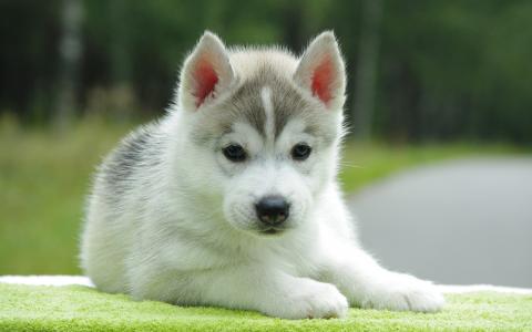 美丽的阿拉斯加雪橇犬的小狗