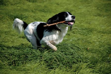 英国斯普林格猎犬用棍子