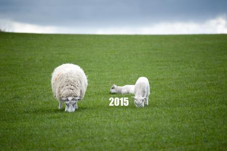 羊羔的新年2015年