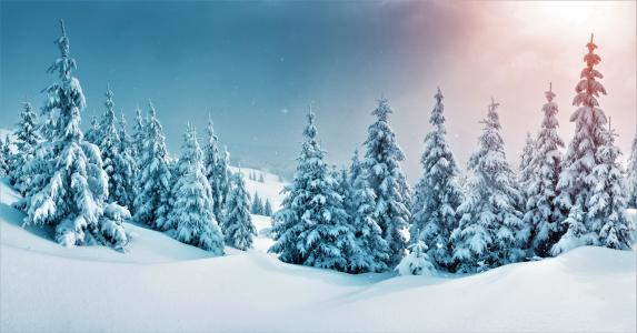 白雪皑皑的冷杉在一个美丽的冬季森林里