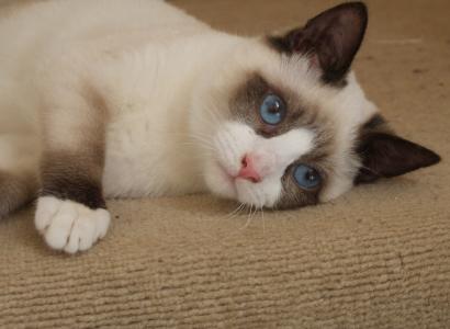 蓝眼睛的猫雪